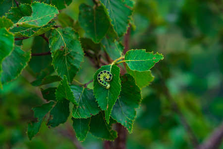 curled up green caterpillar on a plant leaf