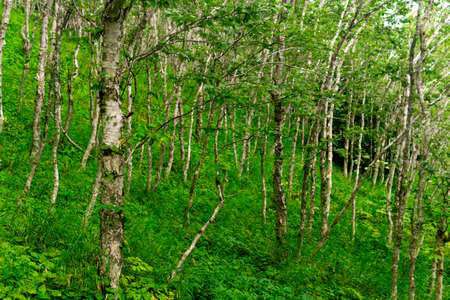 mountain forest with crooked birch trees on the Pacific coast, Sakhalin