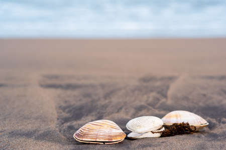three shells of surf clams on black volcanic sandの写真素材