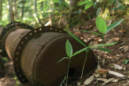 remains of rusty industrial equipment among the forest