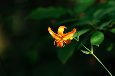 bright orange wild lily flower on natural dark background close-upの写真素材