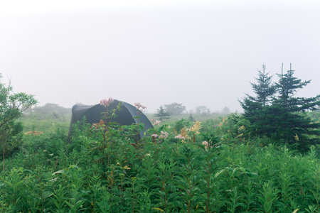 tourist tent among the grass in the rays of the morning sunの写真素材