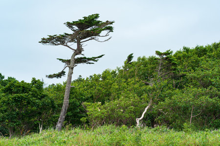 landscape with crooked pine over low coastal forest