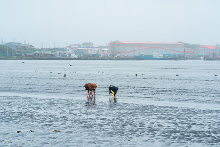 Yuzhno-Kurilsk, Russia - August 03, 2022: women collect shellfish on the shore at low tide against the backdrop of the port and fish processing plantのeditorial素材