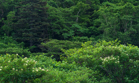 coastal forest of dwarf trees on the slope of the volcano on the island of Kunashir in cloudy...
