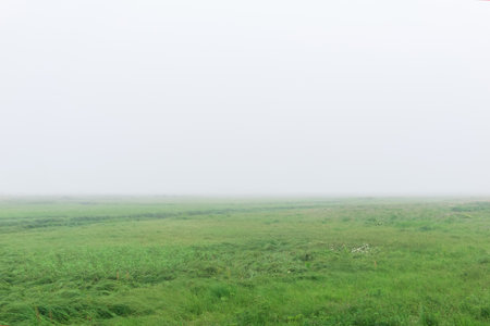 morning landscape, a vast meadow with lush grass is hidden by fogの写真素材