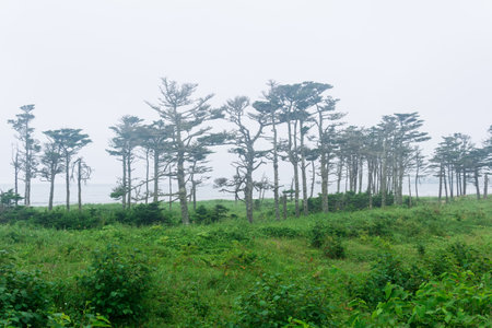 coastal landscape of Kunashir island with woodlands curved by the windのeditorial素材