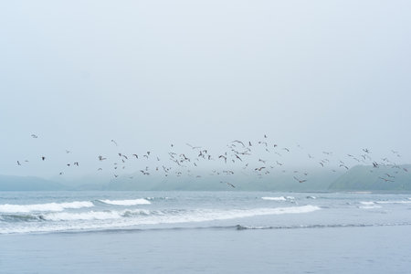foggy seascape, cold ocean shore with a flock of flying seabirdsのeditorial素材