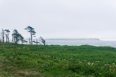 coastal landscape of Kunashir island with woodlands curved by the windのeditorial素材
