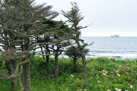 coastal landscape of Kunashir island with woodlands curved by the windの写真素材