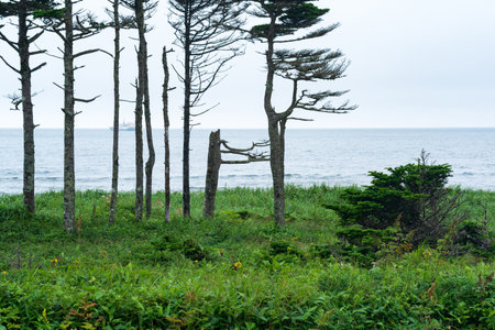 coastal landscape of Kunashir island with woodlands curved by the windの写真素材