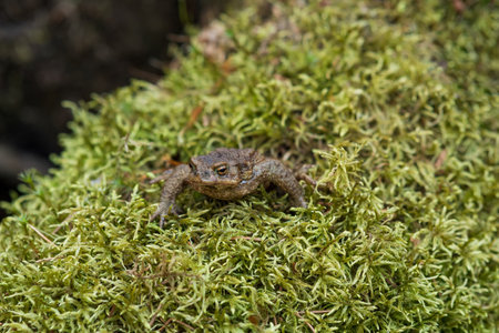 common toad after hibernation among the mossの写真素材