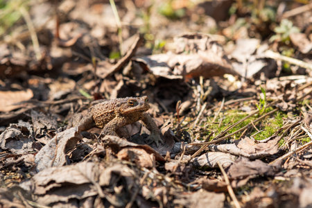 common toad after hibernation among dry foliage and grassの写真素材