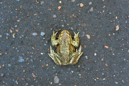 common toad on the asphalt road