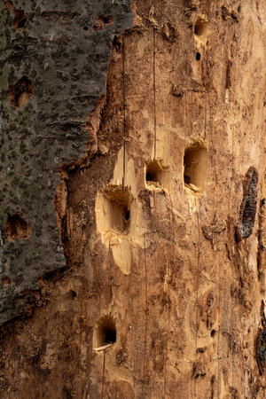 holes in the trunk of a dry tree bored by feeding woodpecker
