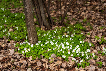 first spring flowers wood anemones among the dry foliage in the forestの写真素材