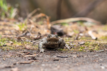 common toad about to cross the roadの写真素材