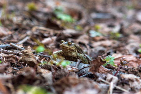 common toad after hibernation among dry foliageの写真素材