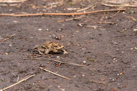 couple of common toads in amplexus moving towards a breeding site