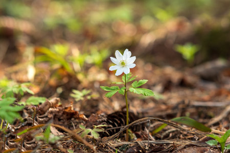 first spring flower wood anemone in the forest close-upの写真素材