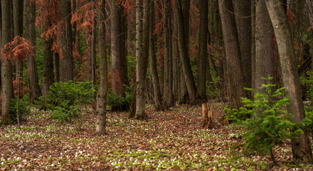 early spring forest natural landscape with first flowers wood anemonesの写真素材