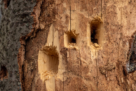 holes in the trunk of a dry tree bored by feeding woodpeckerの写真素材