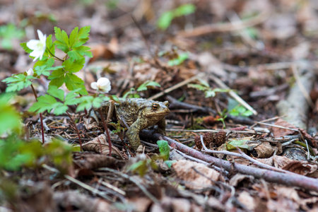 common toad after hibernation among dry foliage and first spring flowers