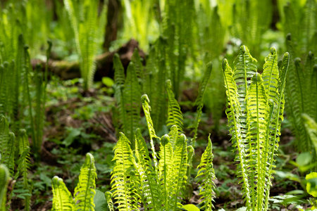 natural spring background, sunny forest landscape with sprouts of fernsの写真素材