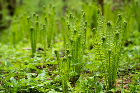 natural spring background, forest landscape with sprouts of fernsの写真素材