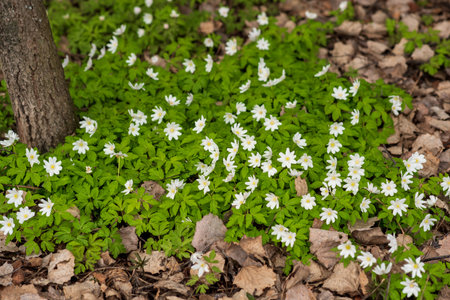 first spring flowers wood anemones among the dry foliage in the forestの写真素材