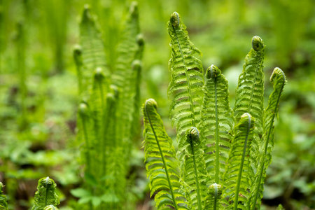 natural spring background, forest landscape with sprouts of fernsの写真素材