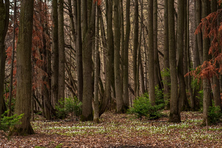 early spring forest natural landscape with first flowers wood anemonesの写真素材