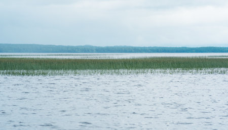 natural landscape, vast shallow lake with reed banks on a rainy dayの写真素材