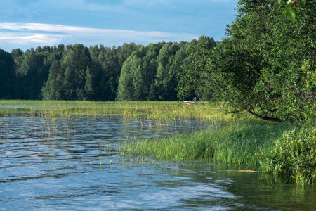 wooded shore of lake with reedbeds on a sunny day, a fishing boat is visible in the reedsの写真素材