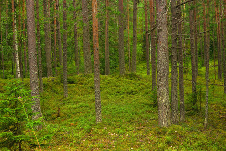 natural landscape, pine boreal forest with moss undergrowth, coniferous taigaの写真素材