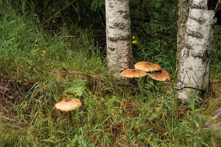 inedible mushrooms among the grass next to the birchの写真素材