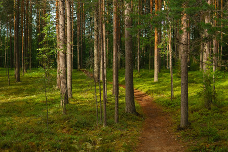 forest landscape, view of a boreal pine forest with a path among the mossの写真素材