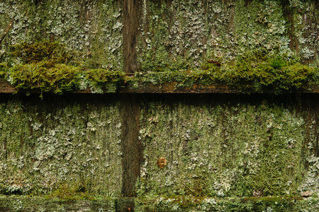 wall of an old wooden shed covered with mold, moss and lichensの写真素材