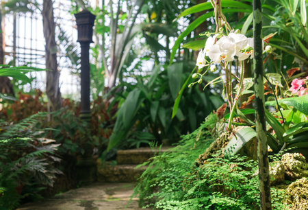 blooming white moth orchid in the interior of ancient greenhouseの写真素材