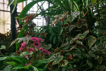 blooming tropical plants in the large greenhouseの写真素材