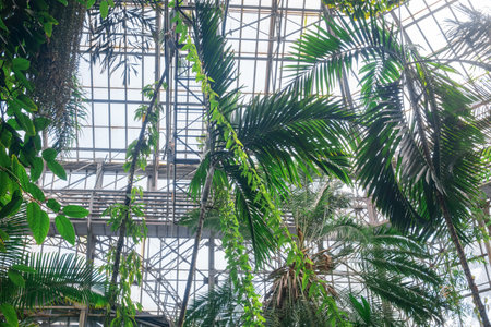 crowns of palm trees and other tropical trees under the glass ceiling of the greenhouseの写真素材
