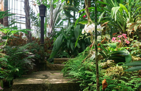 blooming white moth orchid in the interior of ancient greenhouseの写真素材