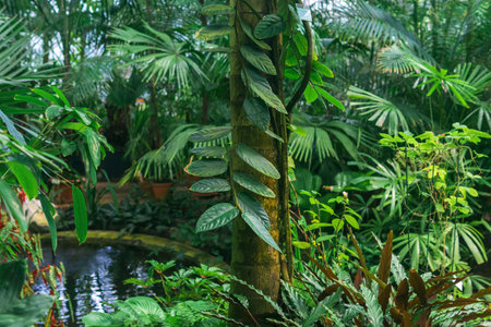 tropical vegetation in a large greenhouse with a pondの写真素材