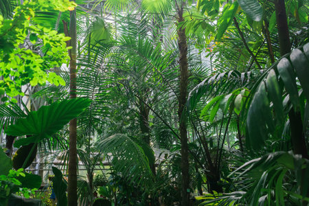 palms and other tropical trees in large greenhouseの写真素材