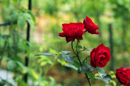 scarlet rose flowers close-up on a blurred natural backgroundの写真素材