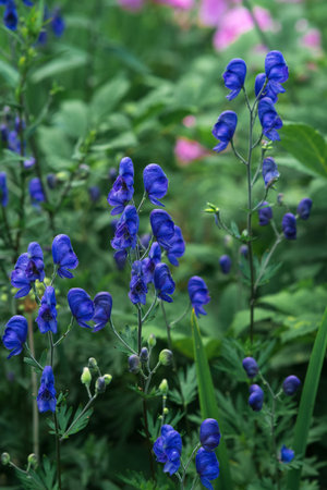blue aconite flowers close-up on a blurred natural backgroundの写真素材
