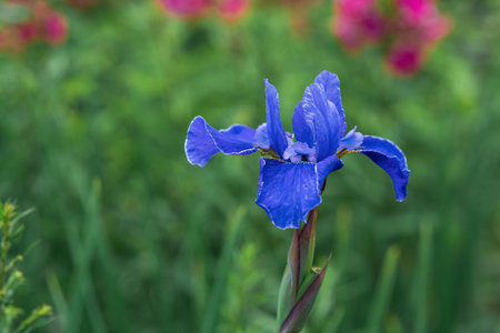 blue iris flower close-up on a blurred natural backgroundの写真素材