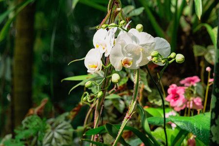 blooming white moth orchid among tropical vegetationの写真素材