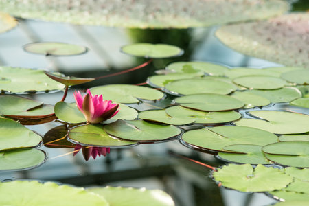 red water lily blooms among aquatic plantsの写真素材