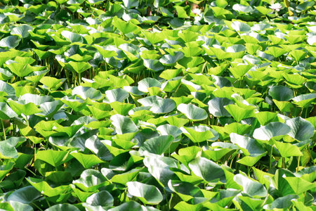 landscape: lotus leaves completely cover the surface of the waterの写真素材
